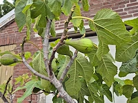 Vijgenboom xl- ficus carica - hoogte ca. 200 cm - afbeelding 3 van  3