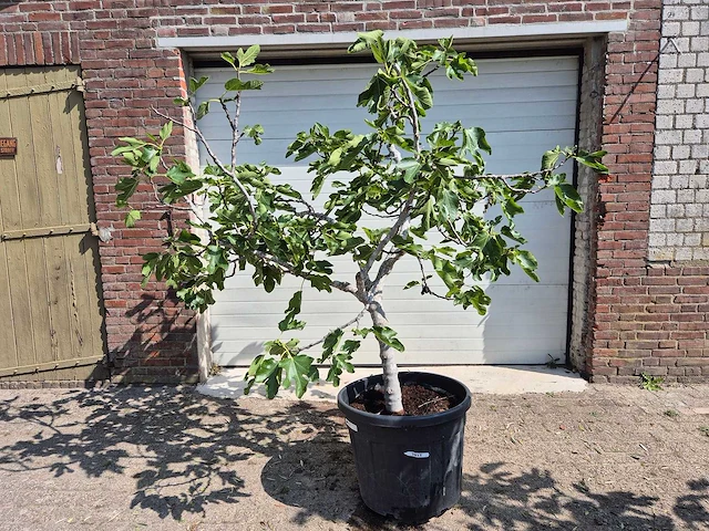Vijgenboom xl- ficus carica - hoogte ca. 200 cm - afbeelding 1 van  5