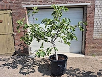 Vijgenboom xl- ficus carica - hoogte ca. 200 cm - afbeelding 1 van  5