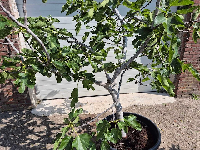 Vijgenboom xl- ficus carica - hoogte ca. 200 cm - afbeelding 2 van  5