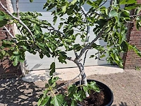 Vijgenboom xl- ficus carica - hoogte ca. 200 cm - afbeelding 2 van  5