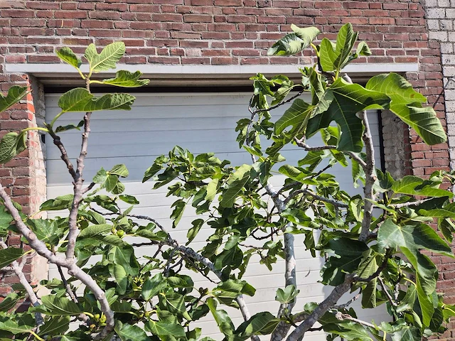 Vijgenboom xl- ficus carica - hoogte ca. 200 cm - afbeelding 3 van  5