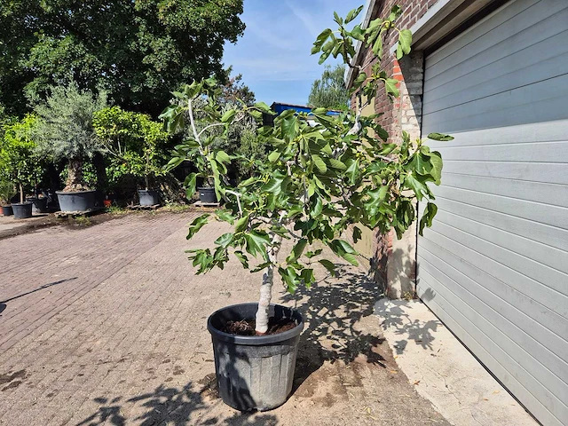 Vijgenboom xl- ficus carica - hoogte ca. 200 cm - afbeelding 4 van  5