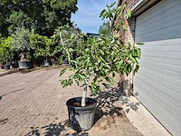 Vijgenboom xl- ficus carica - hoogte ca. 200 cm - afbeelding 4 van  5