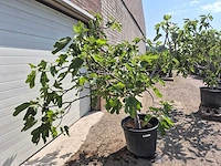 Vijgenboom xl- ficus carica - hoogte ca. 200 cm - afbeelding 5 van  5