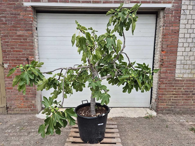 Vijgenboom xl- ficus carica - hoogte ca. 200 cm - afbeelding 1 van  3