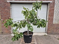 Vijgenboom xl- ficus carica - hoogte ca. 200 cm - afbeelding 1 van  3