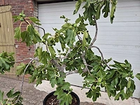 Vijgenboom xl- ficus carica - hoogte ca. 200 cm - afbeelding 2 van  3