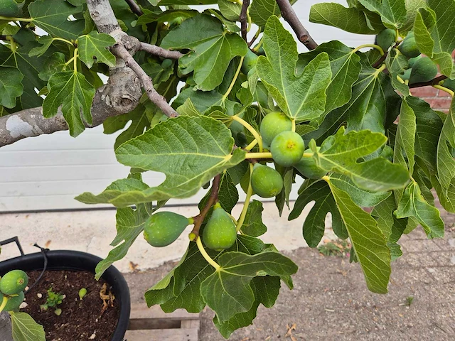 Vijgenboom xl- ficus carica - hoogte ca. 200 cm - afbeelding 3 van  3