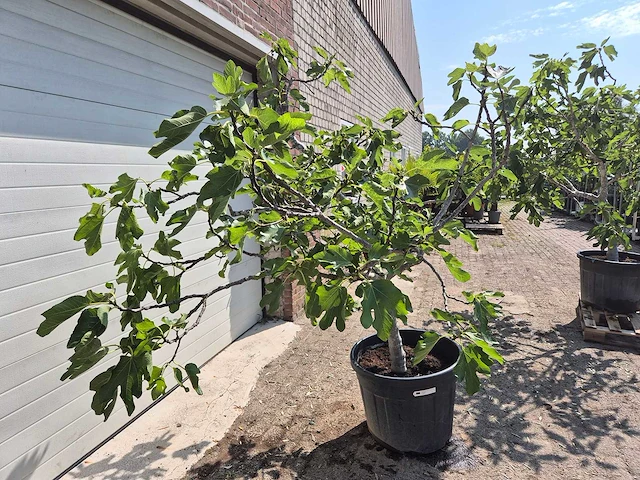 Vijgenboom xl- ficus carica - hoogte ca. 200 cm - afbeelding 5 van  5