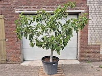 Vijgenboom xl- ficus carica - hoogte ca. 220 cm - afbeelding 1 van  5