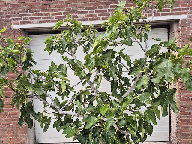 Vijgenboom xl- ficus carica - hoogte ca. 220 cm - afbeelding 2 van  5