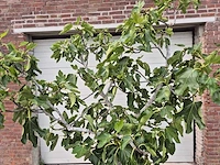 Vijgenboom xl- ficus carica - hoogte ca. 220 cm - afbeelding 2 van  5