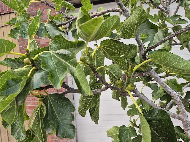 Vijgenboom xl- ficus carica - hoogte ca. 220 cm - afbeelding 3 van  5