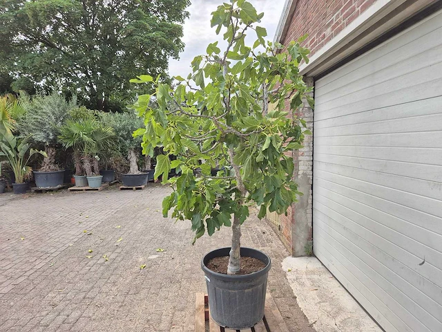 Vijgenboom xl- ficus carica - hoogte ca. 220 cm - afbeelding 4 van  5