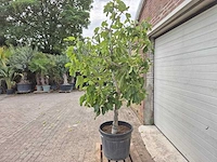 Vijgenboom xl- ficus carica - hoogte ca. 220 cm - afbeelding 4 van  5