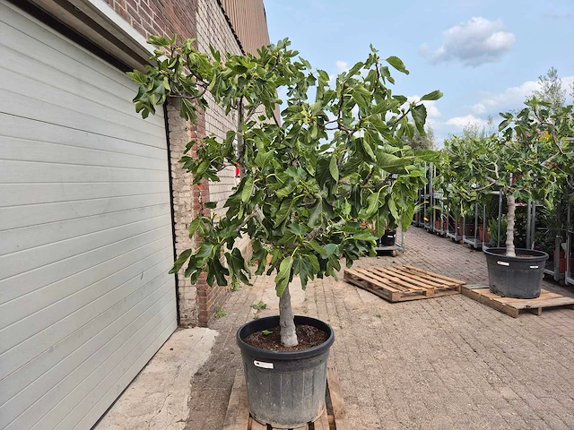Vijgenboom xl- ficus carica - hoogte ca. 220 cm - afbeelding 5 van  5
