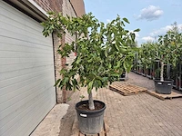 Vijgenboom xl- ficus carica - hoogte ca. 220 cm - afbeelding 5 van  5