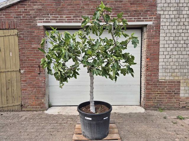 Vijgenboom xl- ficus carica - hoogte ca. 220 cm - afbeelding 1 van  3