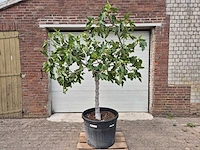 Vijgenboom xl- ficus carica - hoogte ca. 220 cm - afbeelding 1 van  3