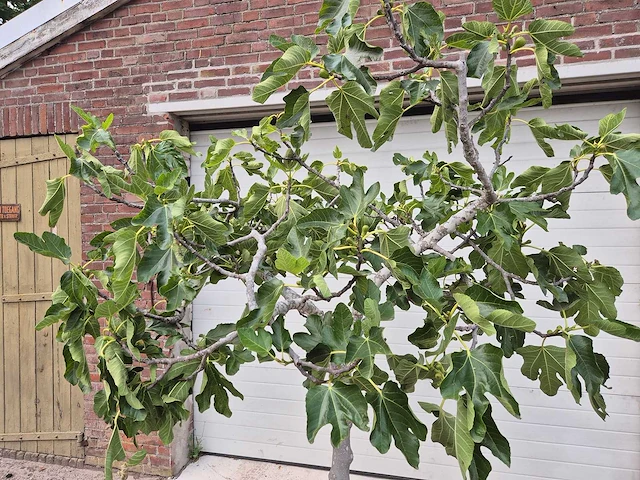 Vijgenboom xl- ficus carica - hoogte ca. 220 cm - afbeelding 2 van  3