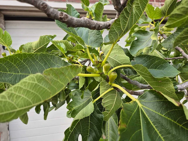 Vijgenboom xl- ficus carica - hoogte ca. 220 cm - afbeelding 3 van  3