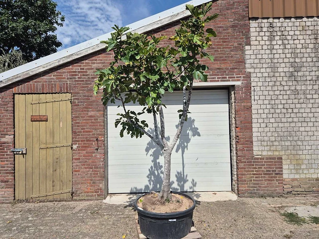 Vijgenboom xl- ficus carica - hoogte ca. 280 cm - afbeelding 1 van  5