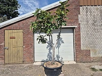 Vijgenboom xl- ficus carica - hoogte ca. 280 cm - afbeelding 1 van  5