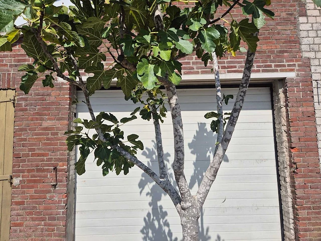 Vijgenboom xl- ficus carica - hoogte ca. 280 cm - afbeelding 2 van  5