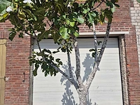 Vijgenboom xl- ficus carica - hoogte ca. 280 cm - afbeelding 2 van  5