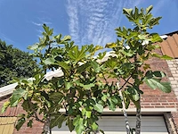 Vijgenboom xl- ficus carica - hoogte ca. 280 cm - afbeelding 3 van  5