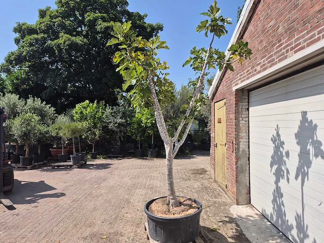 Vijgenboom xl- ficus carica - hoogte ca. 280 cm - afbeelding 4 van  5