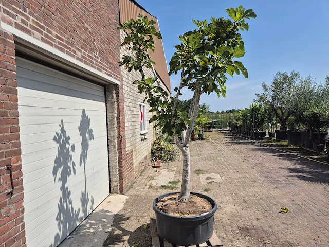 Vijgenboom xl- ficus carica - hoogte ca. 280 cm - afbeelding 5 van  5