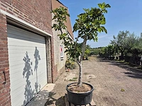 Vijgenboom xl- ficus carica - hoogte ca. 280 cm - afbeelding 5 van  5