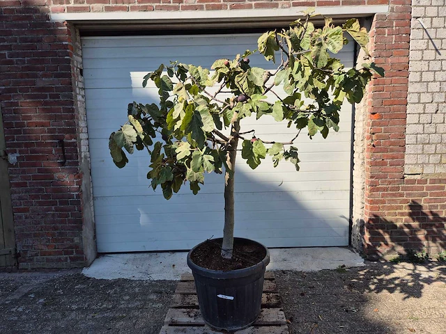 Vijgenboom xxl- ficus carica - hoogte ca. 200 cm - afbeelding 1 van  3