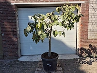 Vijgenboom xxl- ficus carica - hoogte ca. 200 cm - afbeelding 1 van  3