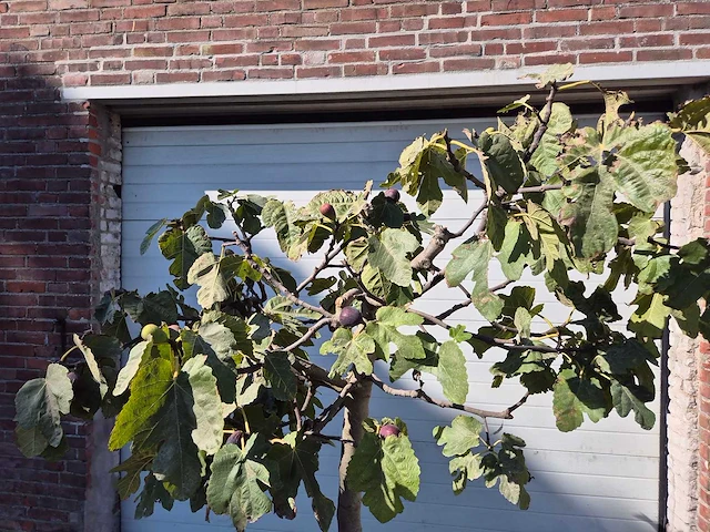 Vijgenboom xxl- ficus carica - hoogte ca. 200 cm - afbeelding 2 van  3