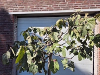 Vijgenboom xxl- ficus carica - hoogte ca. 200 cm - afbeelding 2 van  3