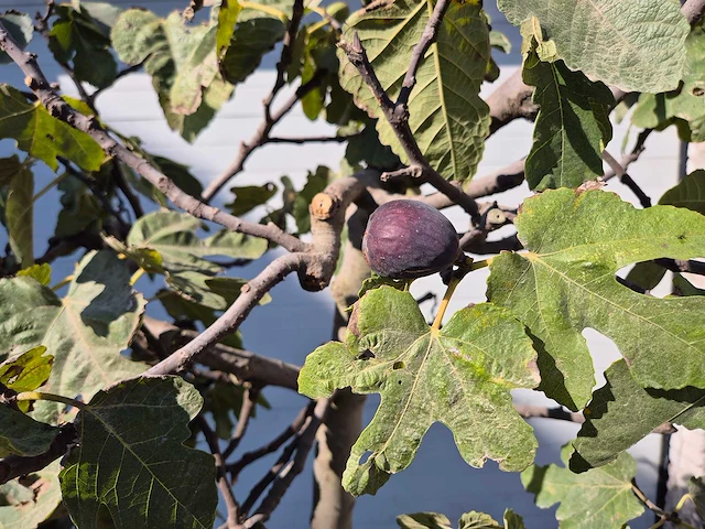 Vijgenboom xxl- ficus carica - hoogte ca. 200 cm - afbeelding 3 van  3