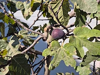 Vijgenboom xxl- ficus carica - hoogte ca. 200 cm - afbeelding 3 van  3