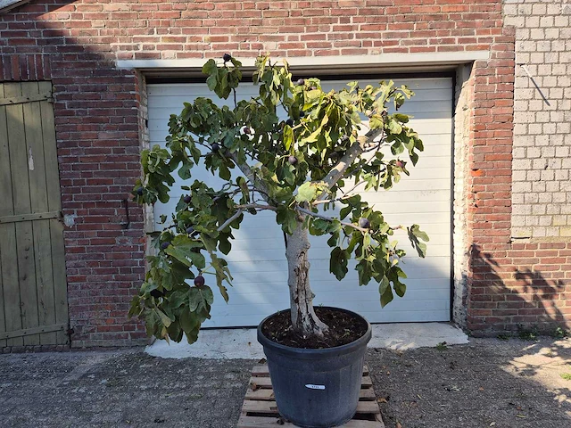 Vijgenboom xxl- ficus carica - hoogte ca. 200 cm - afbeelding 1 van  3