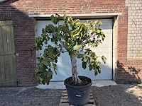 Vijgenboom xxl- ficus carica - hoogte ca. 200 cm - afbeelding 1 van  3