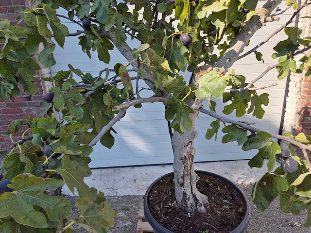 Vijgenboom xxl- ficus carica - hoogte ca. 200 cm - afbeelding 2 van  3