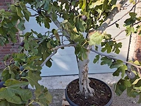 Vijgenboom xxl- ficus carica - hoogte ca. 200 cm - afbeelding 2 van  3