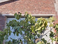 Vijgenboom xxl- ficus carica - hoogte ca. 200 cm - afbeelding 3 van  3