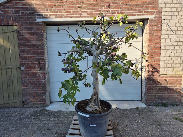 Vijgenboom xxl- ficus carica - hoogte ca. 200 cm - afbeelding 1 van  3