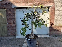 Vijgenboom xxl- ficus carica - hoogte ca. 200 cm - afbeelding 1 van  3