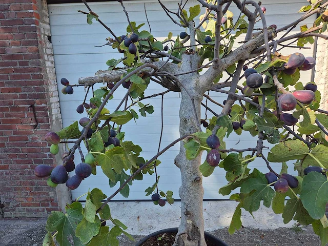 Vijgenboom xxl- ficus carica - hoogte ca. 200 cm - afbeelding 2 van  3