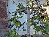 Vijgenboom xxl- ficus carica - hoogte ca. 200 cm - afbeelding 2 van  3
