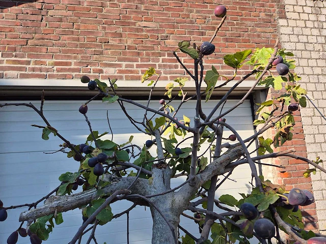 Vijgenboom xxl- ficus carica - hoogte ca. 200 cm - afbeelding 3 van  3